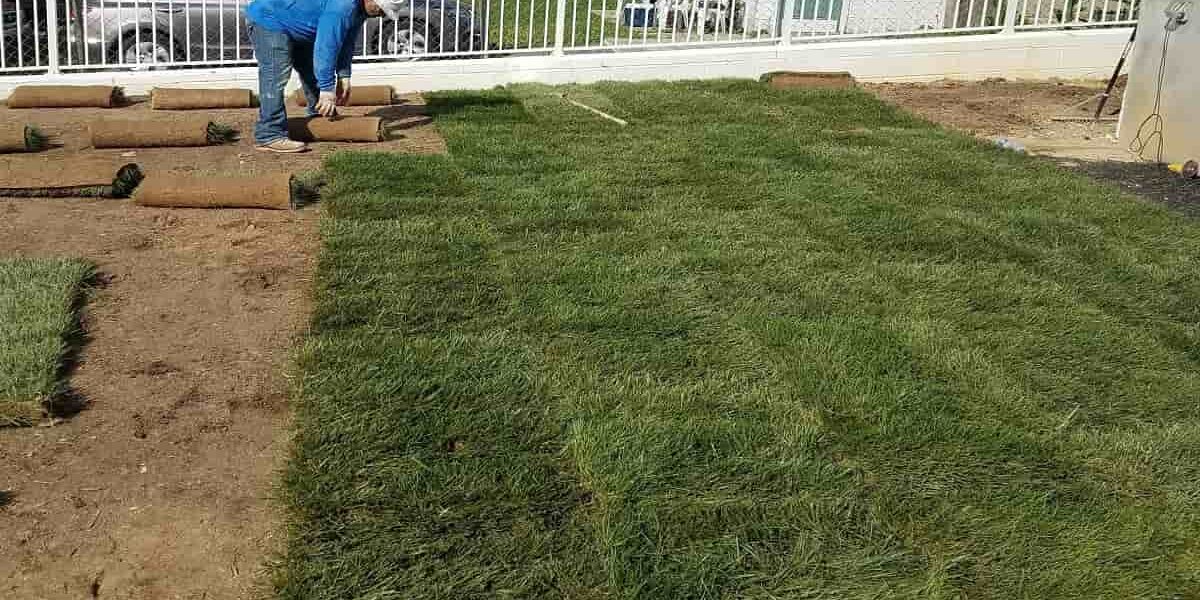 Sod Installation